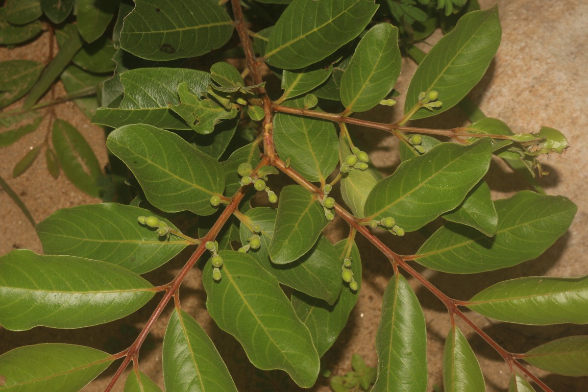 Psidium guineense Sw.